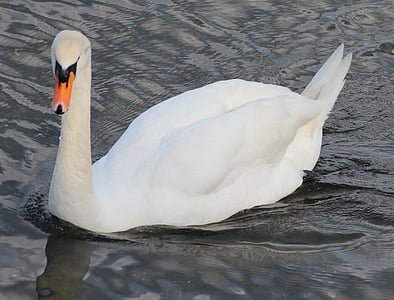 angsa putih, Cygnus olor, Swan, burung, berenang, hewan, putih