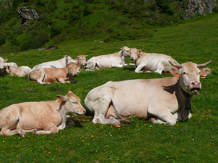 huisdieren, koeien, Pyrénées