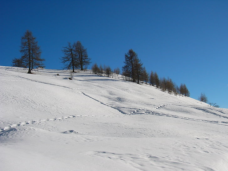 winter, snow, trees, white, winter landscape