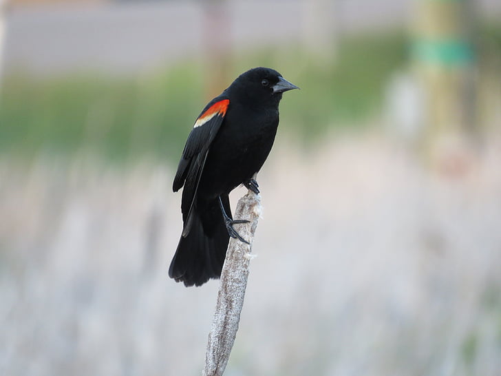 red winged blackbird, blackbird, bird, red-winged, nature, marsh, birding
