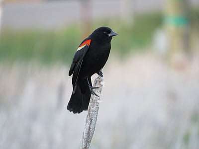 Melro-preto alado vermelho, Melro-preto, pássaro, -de-asa-vermelha, natureza, Mesquita, Observação de pássaros