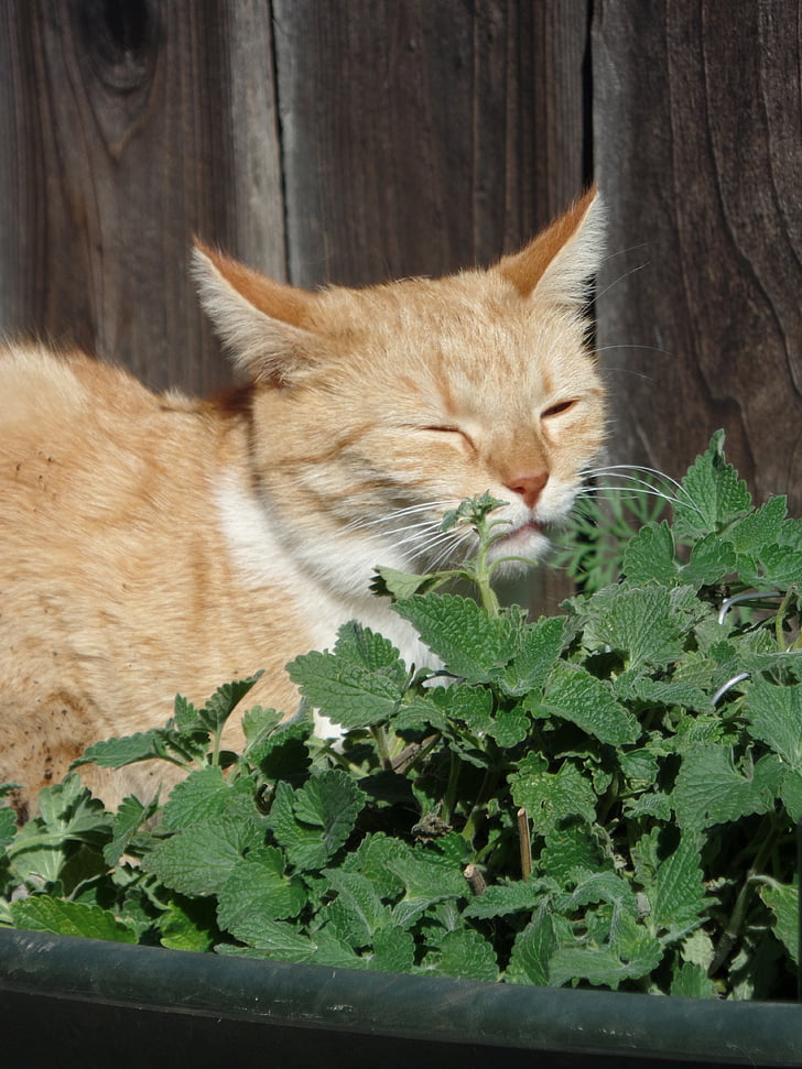 mačka, tabby, rastlina priťahujúce mačky, milý, čuchať, vôňa, Kitty