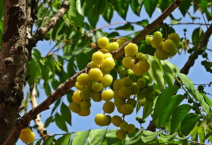 Berry, madura, amarillo, grosella espinosa estrella, grosella de la india del oeste, Phylanthus acidus, grosella espinosa de Otahiti