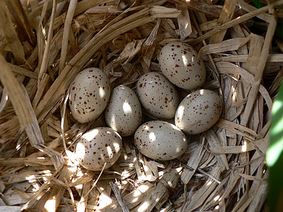 eggs, bird, nest, clutch, common moorhen, wildlife, nature