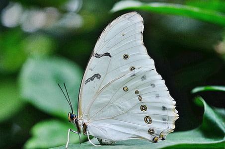 morpho, polyphemus, butterfly, white, insect, wings, wildlife