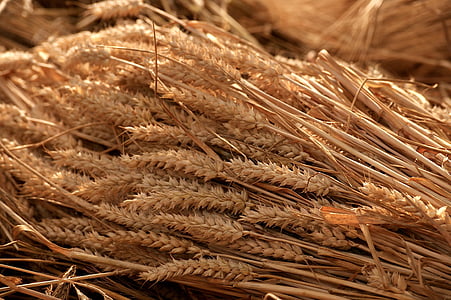 grain harvest, summer, tufts, cereals, nature, grains, agriculture