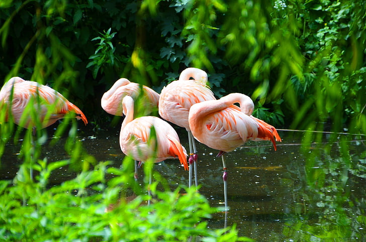 Фламинго, животни, вода