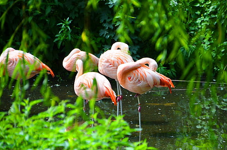 Flamingos, loomade, vee