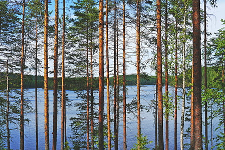 lake, view, pine, water, blue, nature, landscape