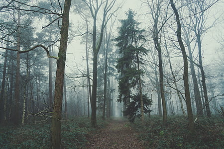 porträtt, insidan, skogen, dimmigt, Väder, dag, tid