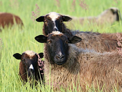 овце, три, Гледай, главата, любопитство, наблюдател, стадо