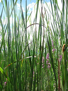 Reed, pozostawia, rośliny, zielony, Natura, trawa