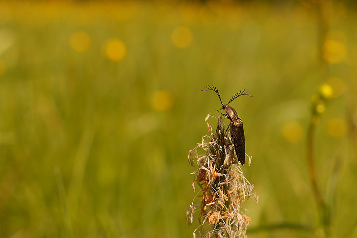 comb beetle, beetle, meadow, nature close up view, insect, nature