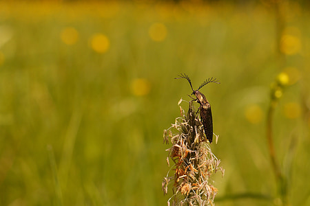 kampa beetle, Beetle, niitty, Luonto on lakkauttaa jalkeilla katsella, hyönteinen, Luonto