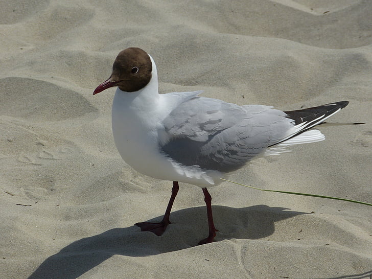 Seagull, zand, strand