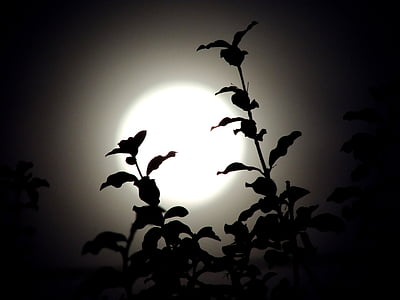 moon, twigs, night, dark, terror, fear, full moon