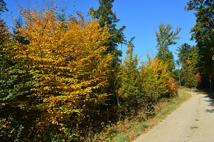 gozd, jeseni, barve, listje, lesa, narave, dreves