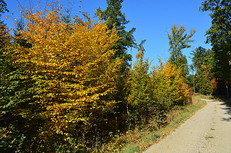 森林, 秋天, 颜色, 叶子, 木材, 自然, 树木