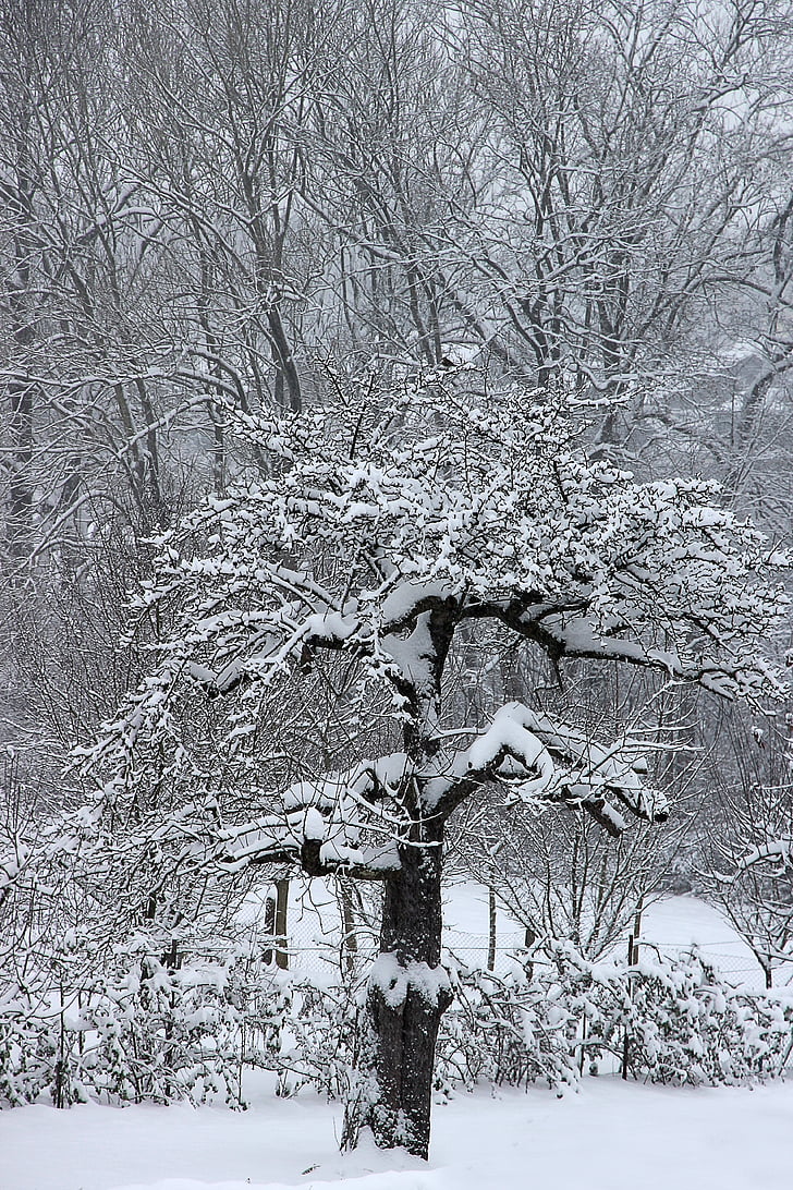 zimowe, śnieg, drzewo, chłodny, zimno, biały, krajobraz