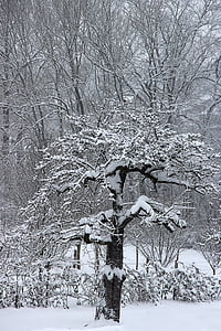 hiver, neige, arbre, hivernal, froide, blanc, paysage