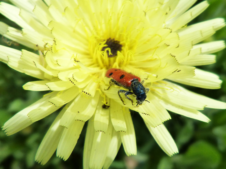 mylabris quadripunctata, ladybug, beetle meloideo, yellow flower, detail