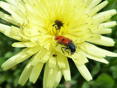 mylabris quadripunctata, lieveheersbeestje, kever meloideo, gele bloem, detail
