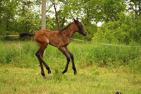 horse, foal, suckling, brown mold, thoroughbred arabian, pasture
