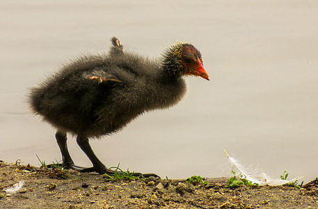 animal, bird, great crested grebe, chicks, young bird, water bird, feather