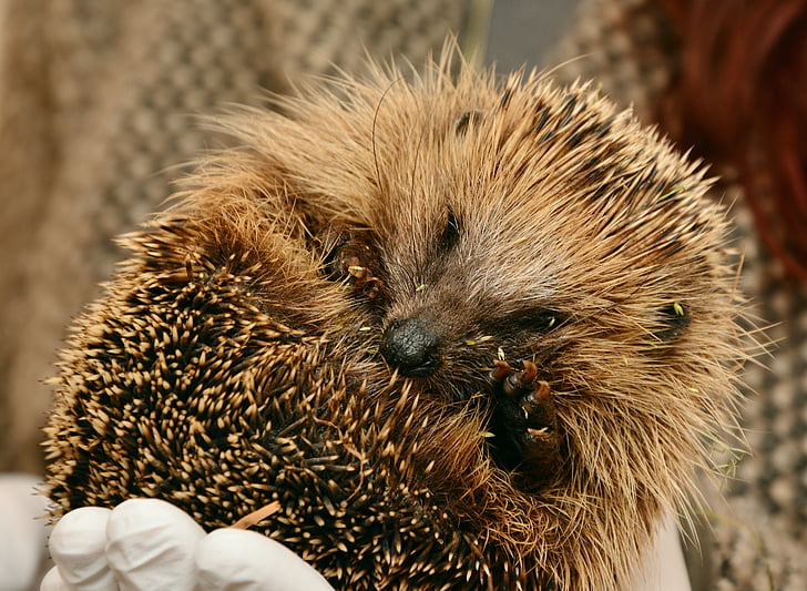 hedgehog, hedgehogs hibernate, hibernation, animal assistance, save animals, hannah, spur