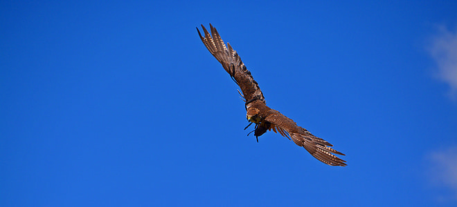 Adler, repülés, madár, levegő, Raptor, ragadozó madár, menet közben