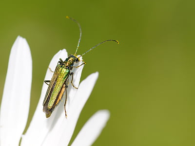 cantharis, insect, macro, one animal, animal themes, animal wildlife, animals in the wild