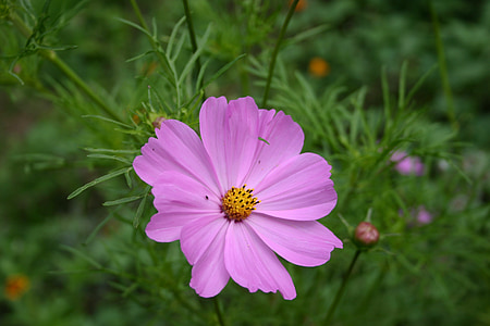 bunga, bidang, Fleurs des champs, merah muda