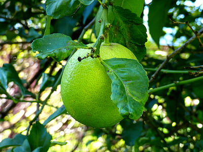 lemon, immature, green, fruit, food, organic, healthy