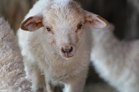 πρόβατα, λίγο, αγρόκτημα, Χαριτωμένο, ζώο, λευκό, φύση
