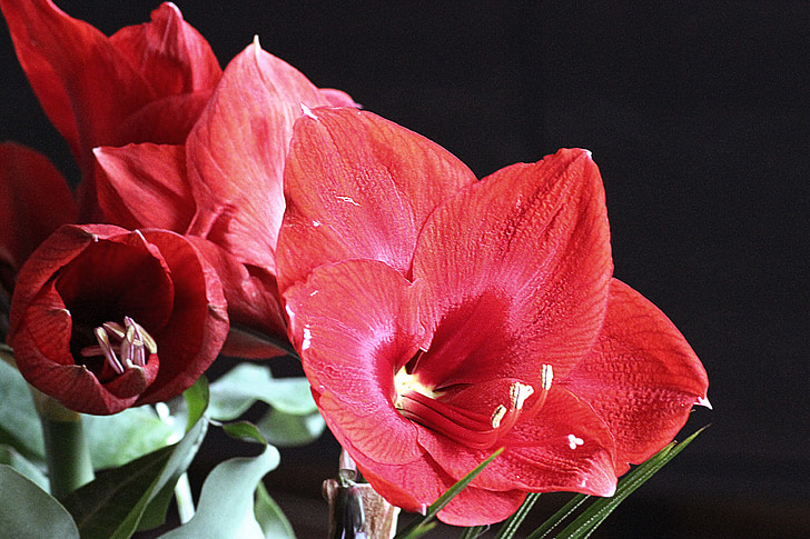 amaryllis, blossom, bloom, red, flower, early, christmas
