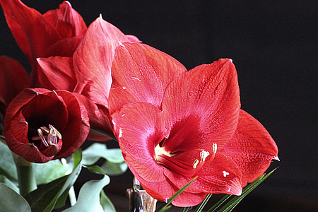 amaryllis, blossom, bloom, red, flower, early, christmas