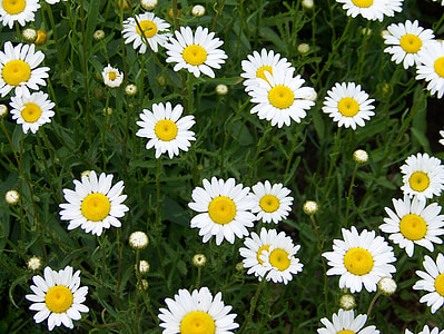 daisy, blossom, petal, blooming, floral, botanical, plant