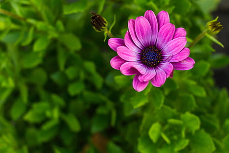 Daisy, daisy Afrika, makro, bunga, ungu, hijau, alam