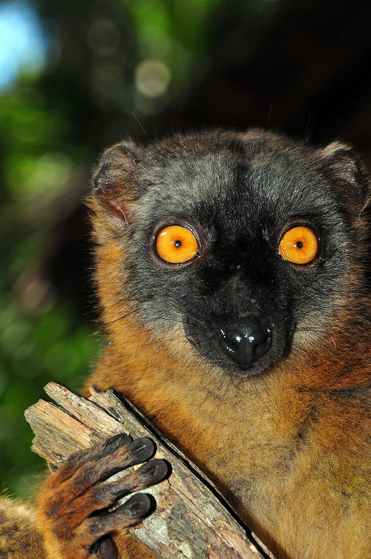 macaco maki, Lemur, macaco, Mayotte, animais