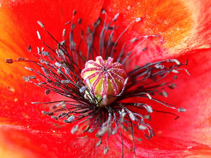 poppy, plant, nature, red, close-up