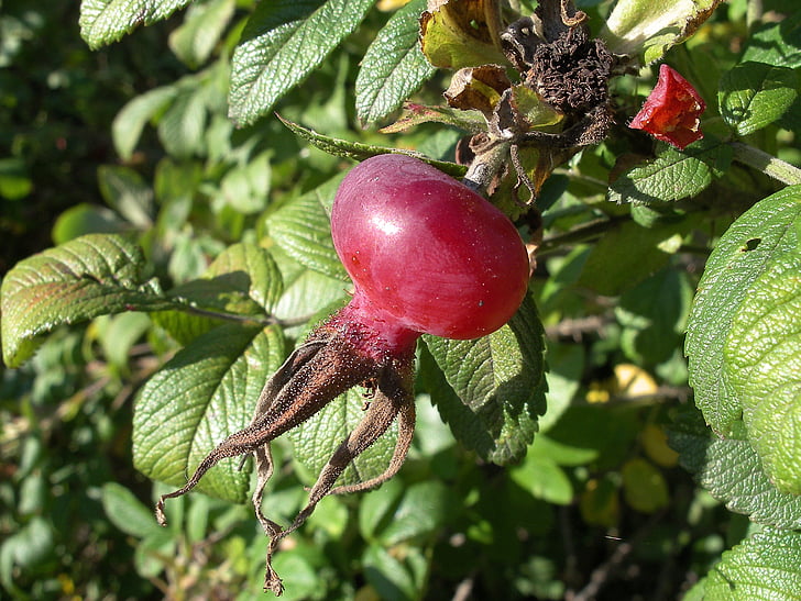 Rosa Mosqueta, fruita, baies, natura, vermell, fulla, planta