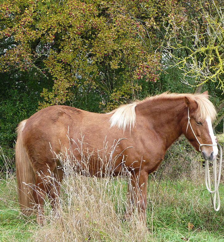kůň, Islandská kůň, pony Island, Island, Islanďané, Pony, malé koně
