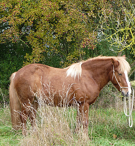 con ngựa, Iceland ngựa, Iceland pony, Iceland, icelanders, pony, con ngựa nhỏ