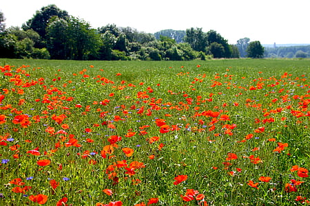 poppy, flowers, nature, spring, red, garden, fields