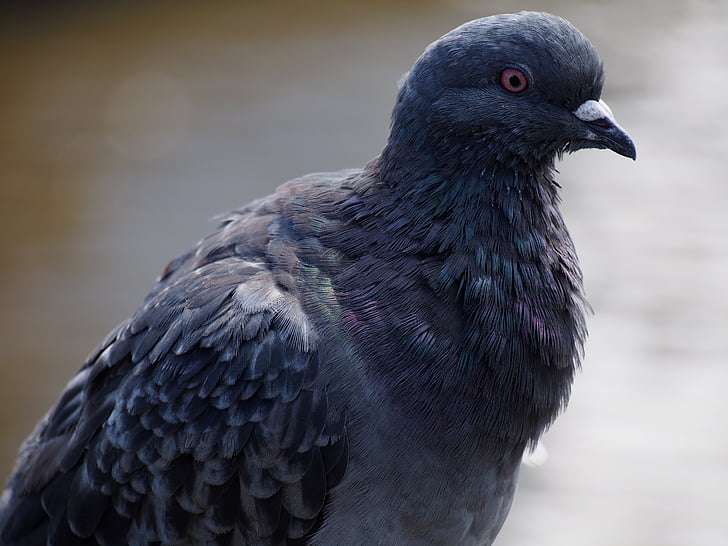 piccione, fauna selvatica, Melbourne, Australia, uccello, natura, animale