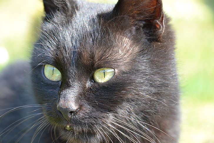 cat, black, view, close, domestic Cat, animal, pets
