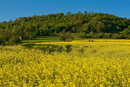 rape seed, landscape, canola, agriculture, environment, rural, country