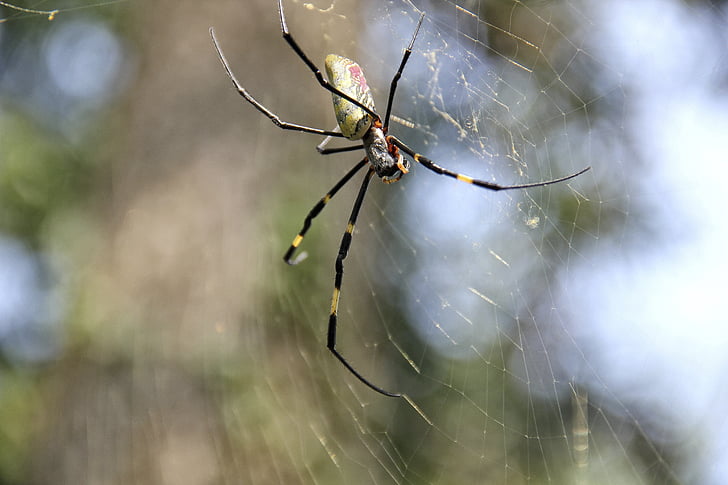 nhện, Thiên nhiên, đóng, động vật, Arachne, cobweb, Spider web