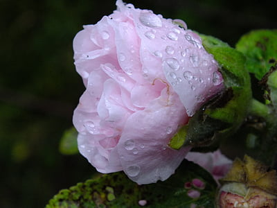 bunga, kelopak, Rosa, drop, musim panas
