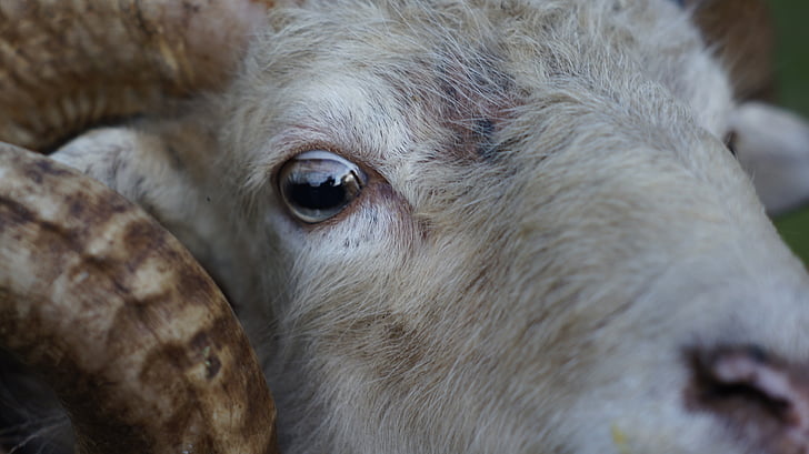 sheep, animal, eye, livestock, close-up